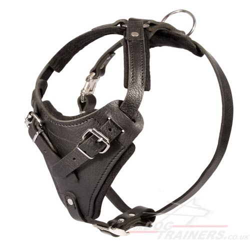 Leather dog harness for Rottweiler training