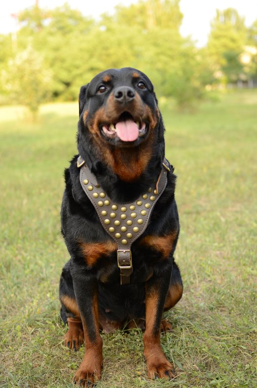 Dog Leather Harness