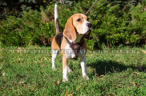 Royal Dog Harness for Beagle
