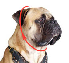 How to choose dog choke collar size