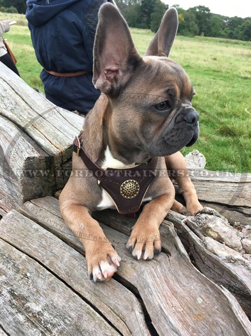 Designer Dog Harness for Small Dog for Sale UK