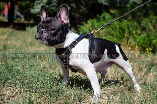 Small Dog Harness for French Bulldog