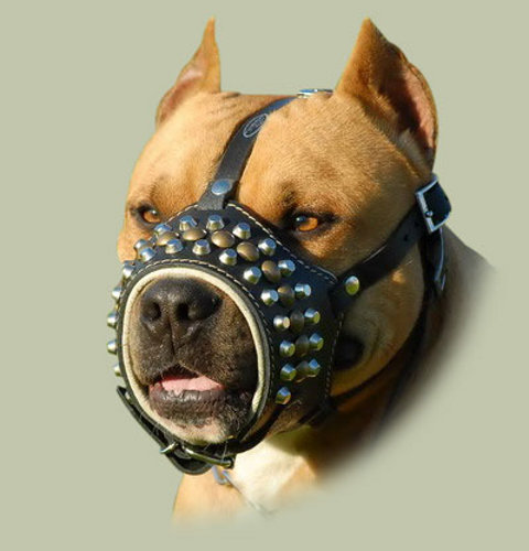 leather padded dog muzzle