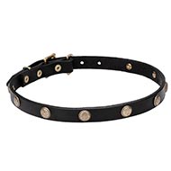 Antique Dog Collars with Standard Buckle and Elegant Studs