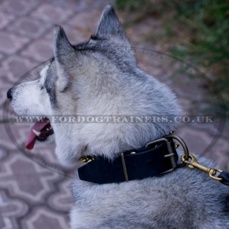 Best collar store for siberian husky