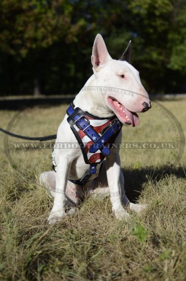 Bull Terrier Dog Harness with Handle