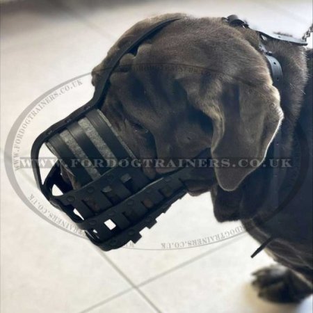 The Best Neapolitan Mastiff Muzzle Size UK XL Leather Basket