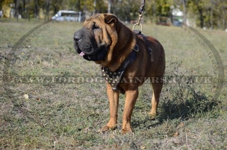 The Best Harness for a Shar Pei with Brass Adornments