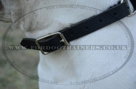 "Grass Snake" Professional American Bulldog Choke Collar 1" Width