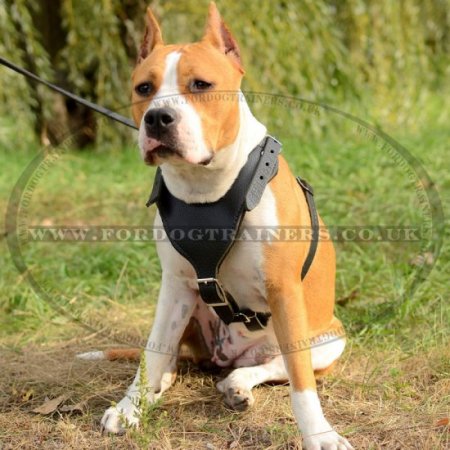 Stylish Staffordshire Bull Terrier Leather Dog Harness