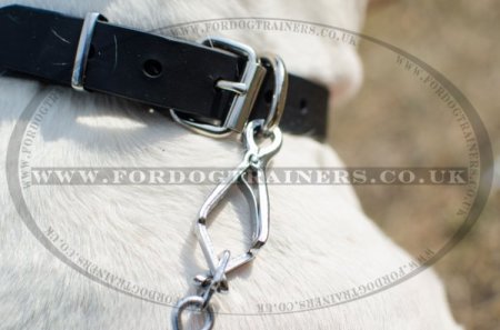 Reliable Collar For American Bulldog "Bossy" 1.2" For Daily Activities