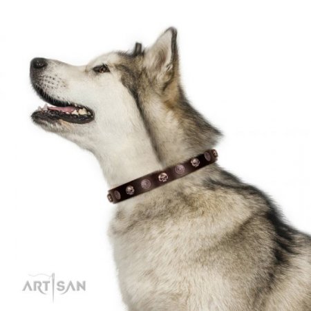 Adorned Brown Leather Dog Collar With ID Plate For Daily Walking