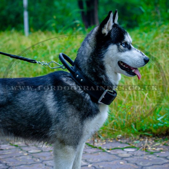 Husky Dog Collar with Control Handle C33 1052 Chrome Fittings Dog muzzle dog harness dog collar dog lead Dog Store UK