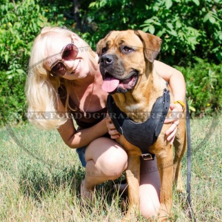 The Best Dog Harness for Cane Corso Comfy Walking