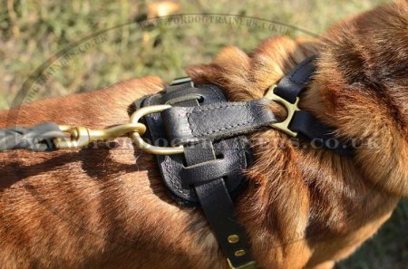 The Best Dog Harness for a Shar Pei