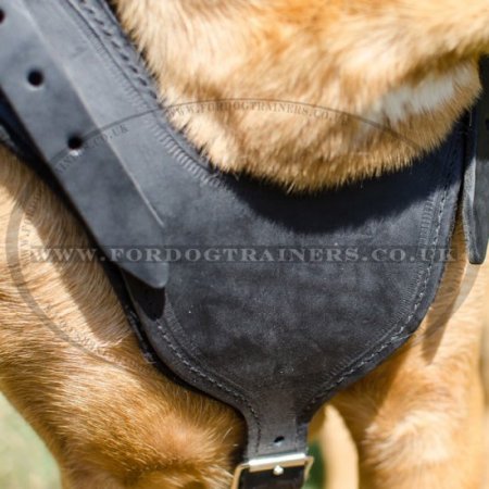 The Best Dog Harness for Cane Corso Comfy Walking