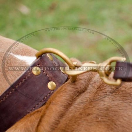 2 Ply Leather Agitation Dog Collar for Staffy UK Bestseller