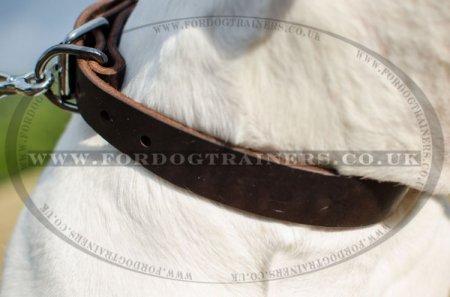 Classic Leather Dog Collar For American Bulldog "Noble Pet" 1" Width