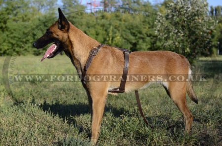 Belgian Malinois Leather Harness Soft and Strong Leather with Brass Fittings