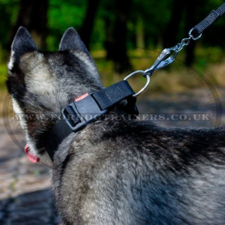 Nylon Quick Release Dog Collar for Husky