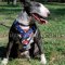 Bull Terrier Dog Harness with Handle