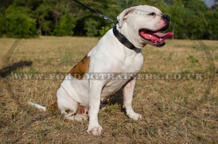 Studded Dog Collar For American Bulldog "Rococo Style"