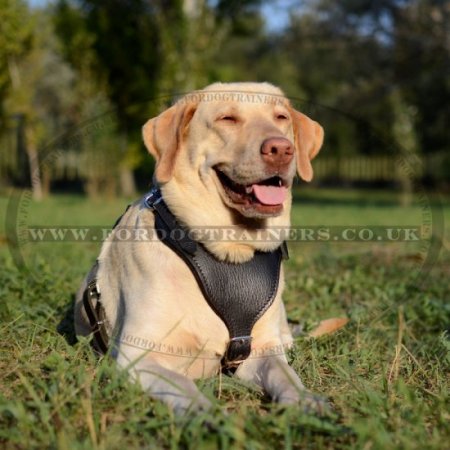 Strong Labrador Retriever Dog Harness