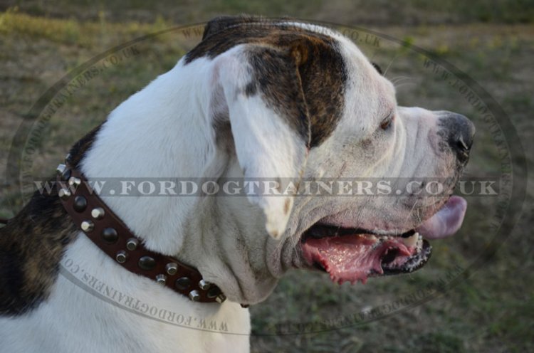 Premium Leather Dog Collar For American Bulldog Luxurious Design