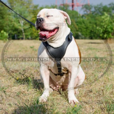 V-Neck American Bulldog Leather Harness for Dog Walking & Training