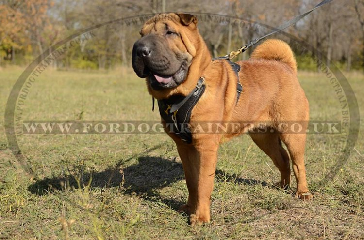 Best collar for shar pei best sale