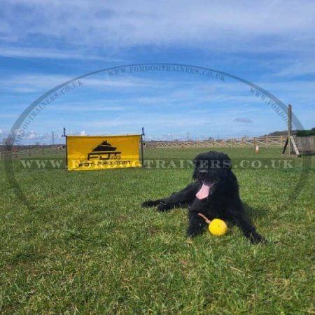 IGP Dog Training Equipment - Hurdle Jump for Dogs