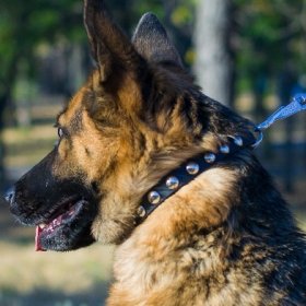 The Best Dog Collar for German Shepherd with Half-Spheres