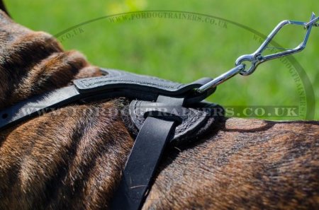 Boxer Dog Leather Harness Padded & Adorned with Pyraminds Hand Made