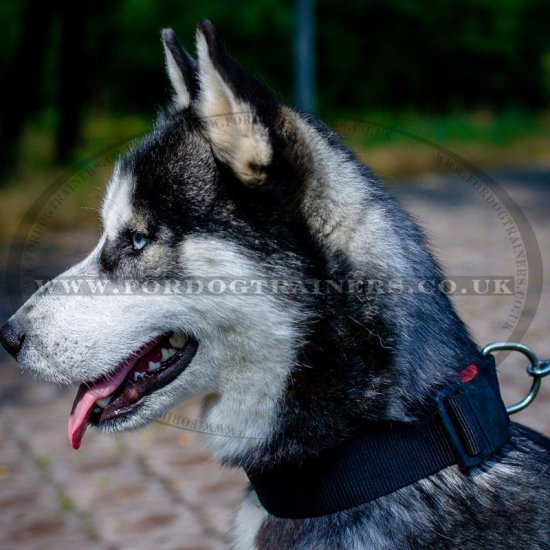 Bark collar 2024 for husky