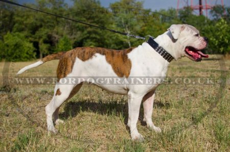 "Premium Finery" Extra Durable Collar For American Bulldog With Luxurious Studs