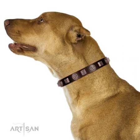 Brown Leather Dog ID Collar | Studded Buckle Dog Collar FDT Artisan