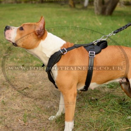 Stylish Staffordshire Bull Terrier Leather Dog Harness