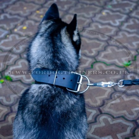 Extra Wide 2 Inch Leather Dog Collar with Buckle for Siberian Husky