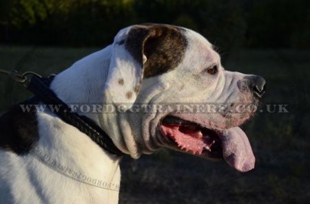 "Easy Use" Best Dog Collar For American Bulldog Walk And Training
