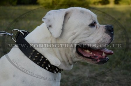 Best collar sales for american bulldog