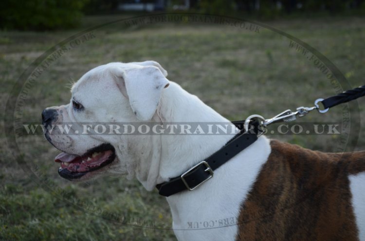 "Grass Snake" Professional American Bulldog Choke Collar 1" Width - Click Image to Close