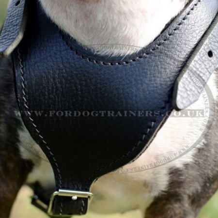 Padded English Bull Terrier Leather Dog Harness Design