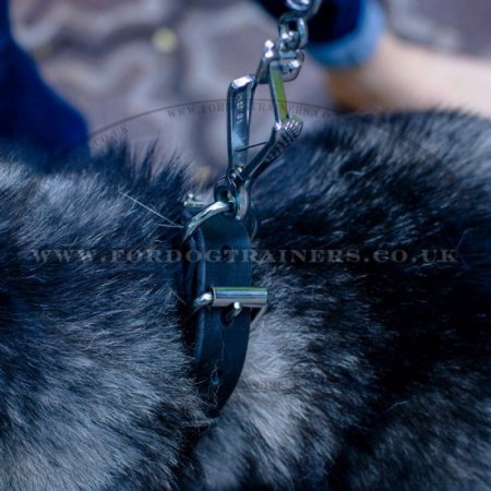 Best collar store for husky fur