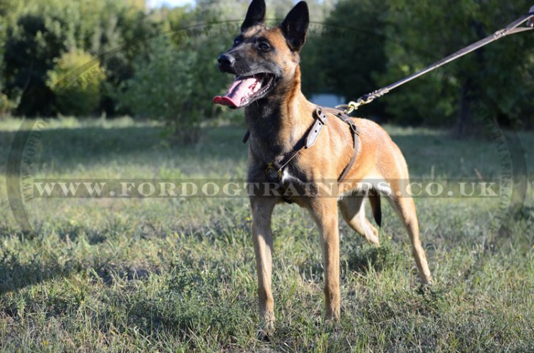 Belgian Malinois Leather Harness Soft and Strong Leather with Brass Fittings