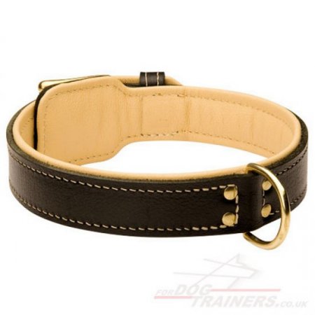 Shar Pei Dog Collar Soft Nappa Padded Design with a Strong Belt Buckle