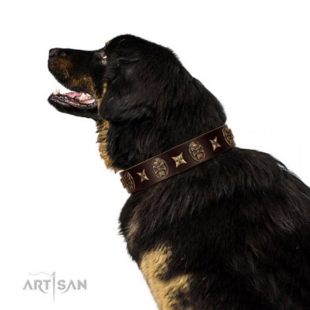 Fashionable Brown Leather Dog Collar "Captain Hook" FDT Artisan
