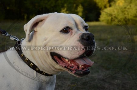 "Treasures Of Pyramids" Studded Leather Dog Collar For American Bulldog