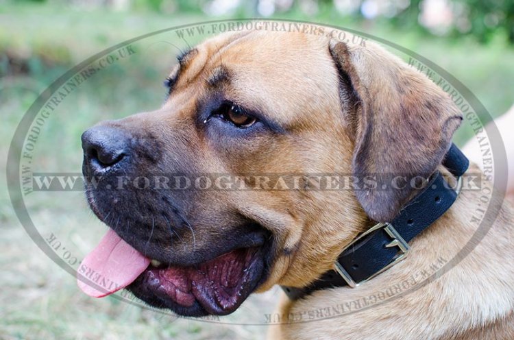 Multipurpose Cane Corso Choke Collar with Buckle - Click Image to Close