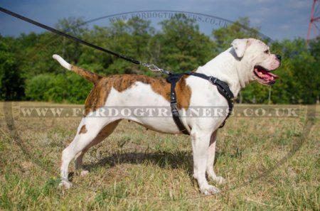 "Jewel" Exclusive American Bulldog Harness UK Adorned With Pyramids