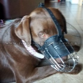 lab puppy muzzle